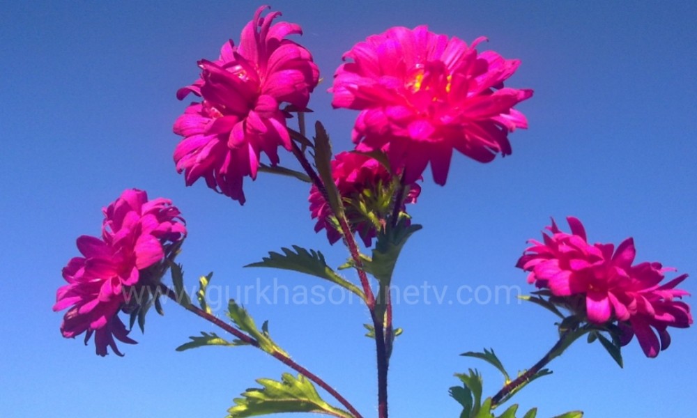 लेखक: मतिना सुनार